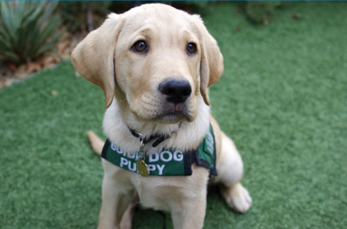 Meet Spark the Guide Dog